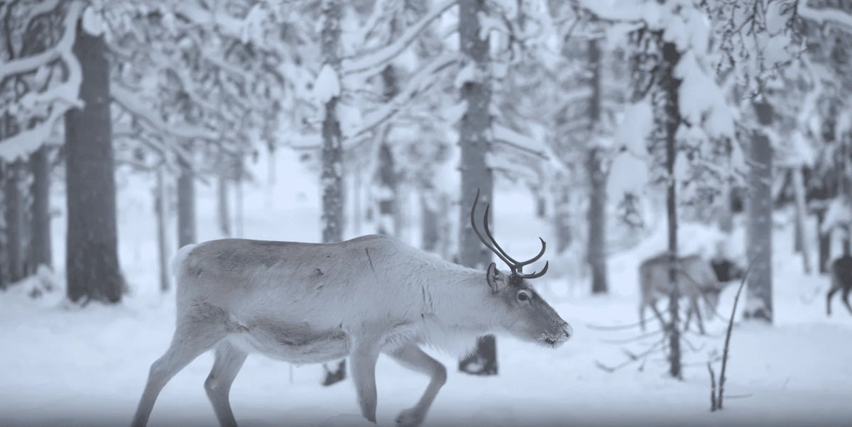 A video showing nature in the wild.