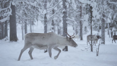 A video showing nature in the wild.